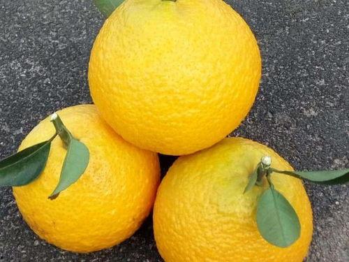 柚子娱乐吃瓜队,揭秘娱乐圈幕后风云